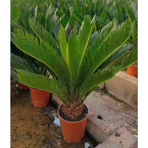 Cycas revoluta