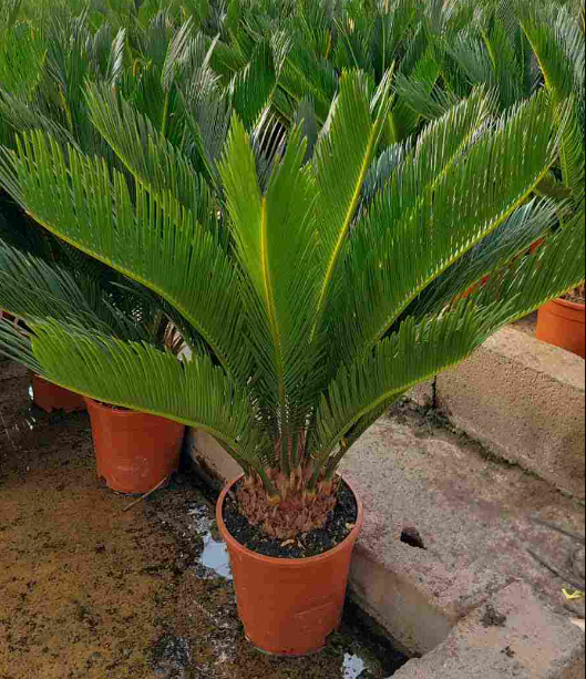 <h4>Cycas revoluta</h4>