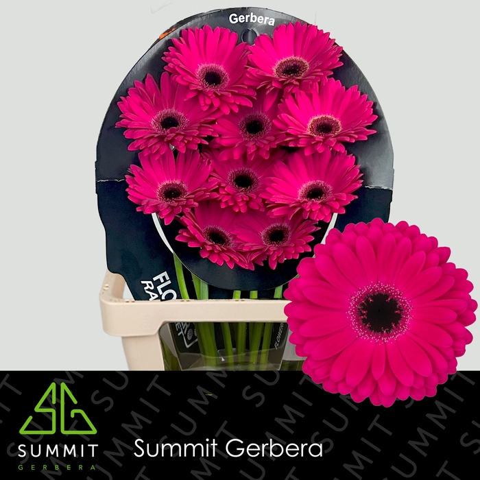 <h4>Gerbera Marilu Flowerracket</h4>