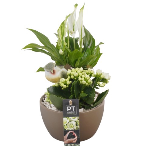 <h4>PTIB6447 Arrangement Indoor in keramiek schaal</h4>