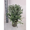 Eucal Gunnii
