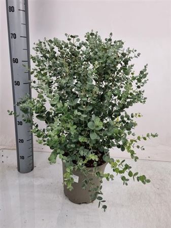 Eucal Gunnii