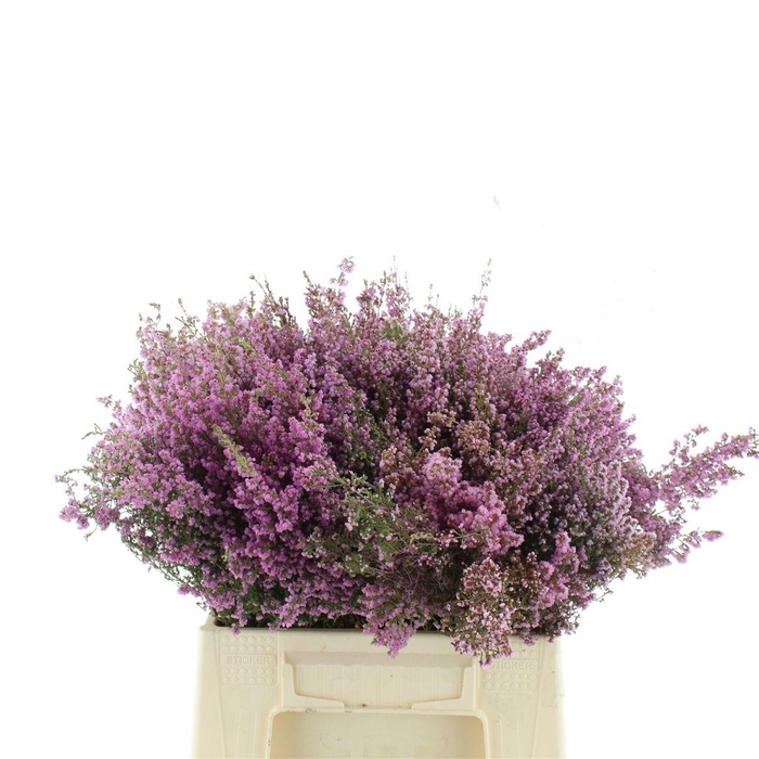 <h4>ERICA CORIFOLIA</h4>