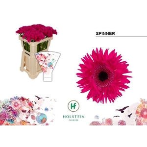 GERBERA MIS 'GERSPIDER SPINNER'