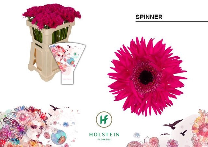 <h4>GERBERA MIS 'GERSPIDER SPINNER'</h4>