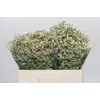 Limonium China White