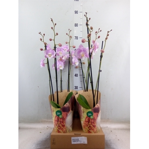 Phalaenopsis   ...rose
