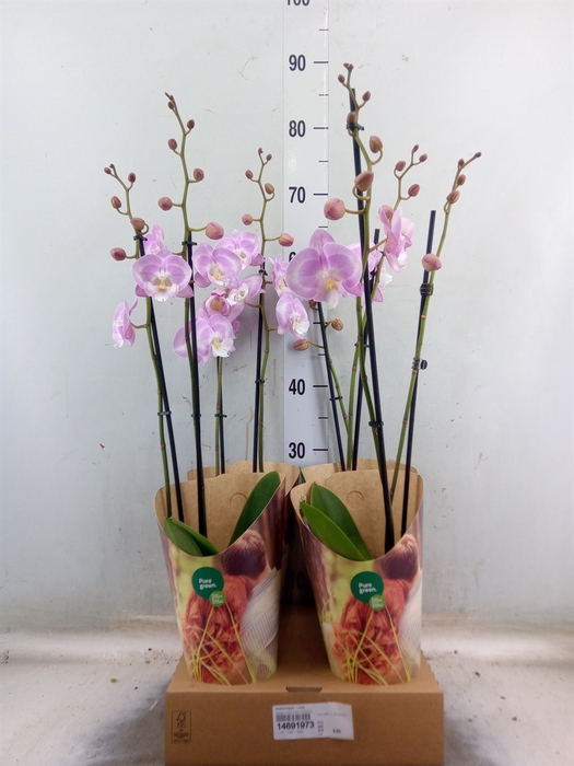 <h4>Phalaenopsis   ...rose</h4>