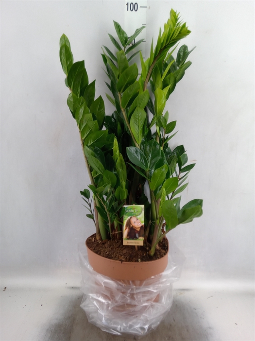 Zamioculcas zamiifolia