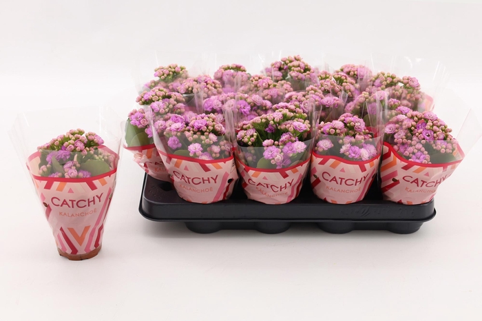<h4>Kalanchoe Double Pink</h4>