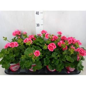 Pelargonium p.x z. 'Pret Lit Pk Sp'