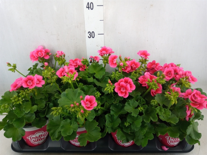 <h4>Pelargonium p.x z. 'Pret Lit Pk Sp'</h4>