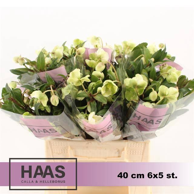 <h4>HELL  MAGNIFIC BELLS</h4>