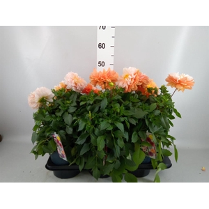 Dahlia DE 'Labella Grande Orange'