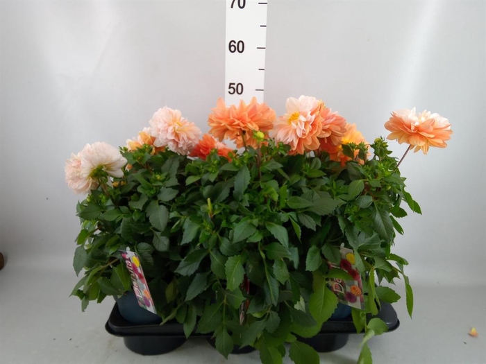 <h4>Dahlia DE 'Labella Grande Orange'</h4>