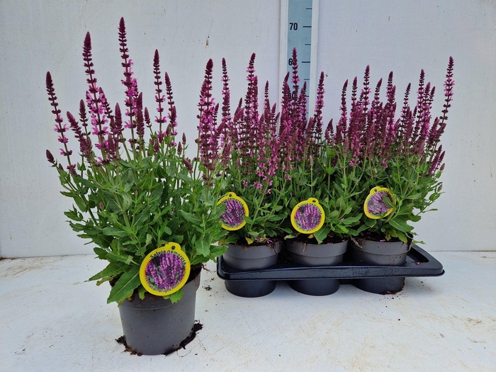 <h4>SALVIA NE SE DP ROSE</h4>