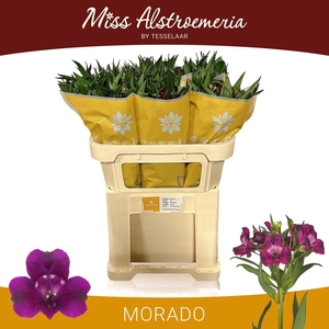 ALSTR MORADO ALSTR MORADO