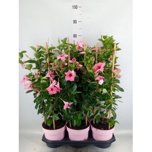 Mandevilla am. 'Sundav Flaming Pk'