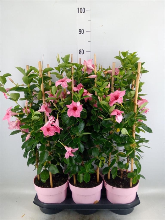 <h4>Mandevilla am. 'Sundav Flaming Pk'</h4>