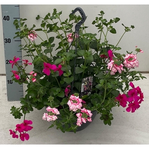 PERKPL GEM IN POT