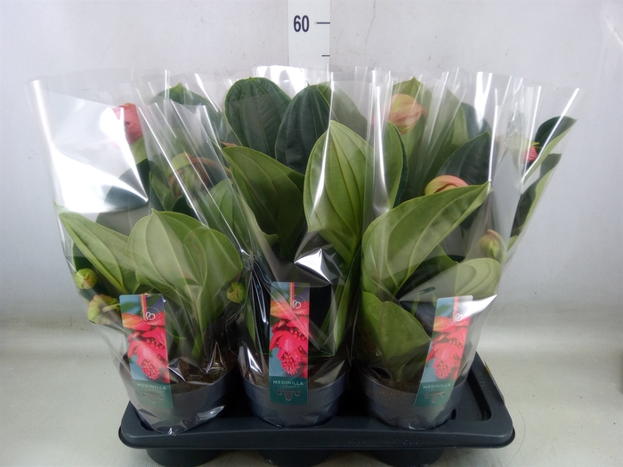 <h4>Medinilla magnifica 'Flamenco'</h4>