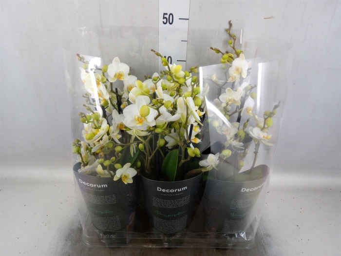 <h4>Phalaenopsis multi. 'Ant Lausanne'</h4>