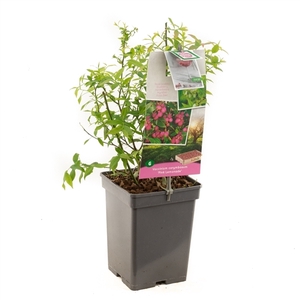 Vaccinium corymbosum Pink Lemonade Roze bes