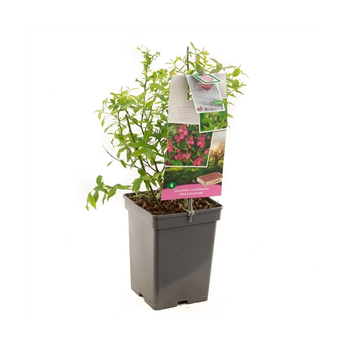 <h4>Vaccinium corymbosum Pink Lemonade Roze bes</h4>