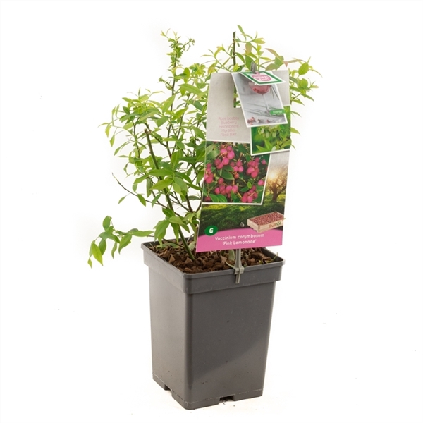 Vaccinium corymbosum Pink Lemonade Roze bes