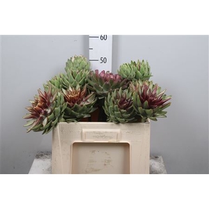 Cynara Sc Green Glob