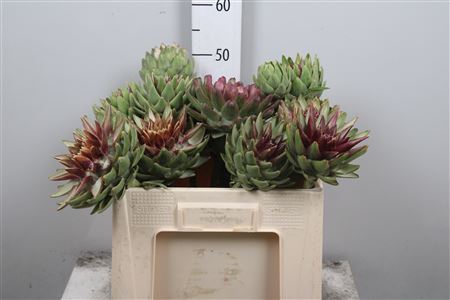 <h4>Cynara Sc Green Glob</h4>
