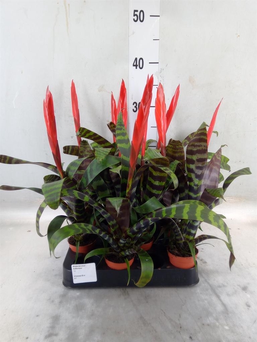 <h4>Vriesea 'Era'</h4>