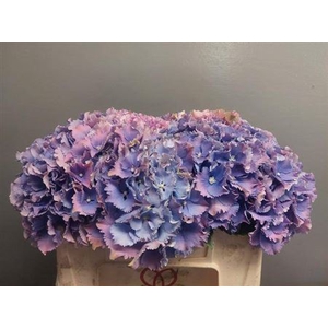 Hydr M Royal Sunset Bl