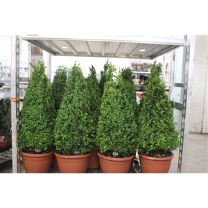 Buxu Sempervirens Pyramide