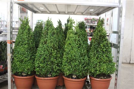 <h4>Buxu Sempervirens Pyramide</h4>