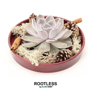 ROOTLESS Echeveria autumn, burgundy red bowl