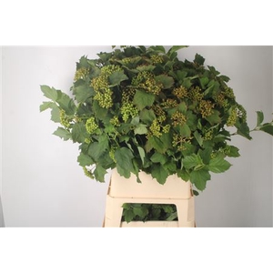 Viburnum Satisfaction