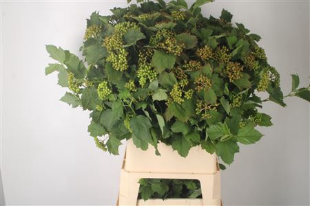 <h4>Viburnum Satisfaction</h4>