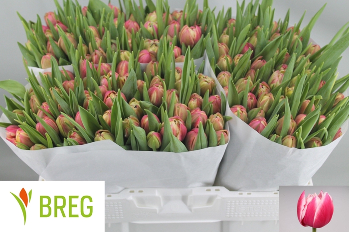 <h4>TU DU COLUMBUS</h4>