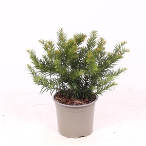 Taxus baccata Repandens