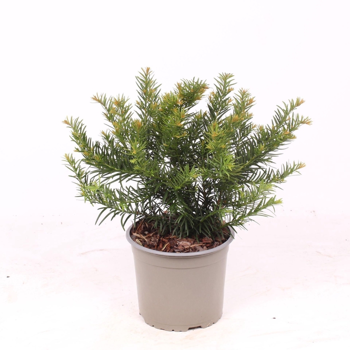 <h4>Taxus baccata Repandens</h4>