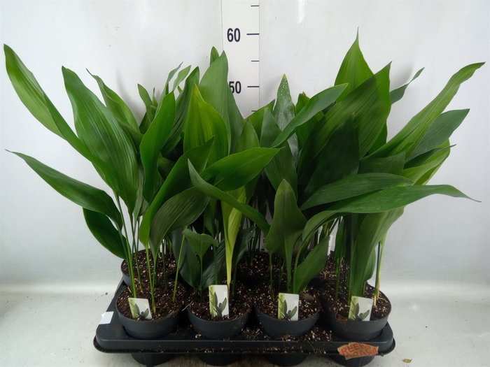 <h4>Aspidistra elat.</h4>