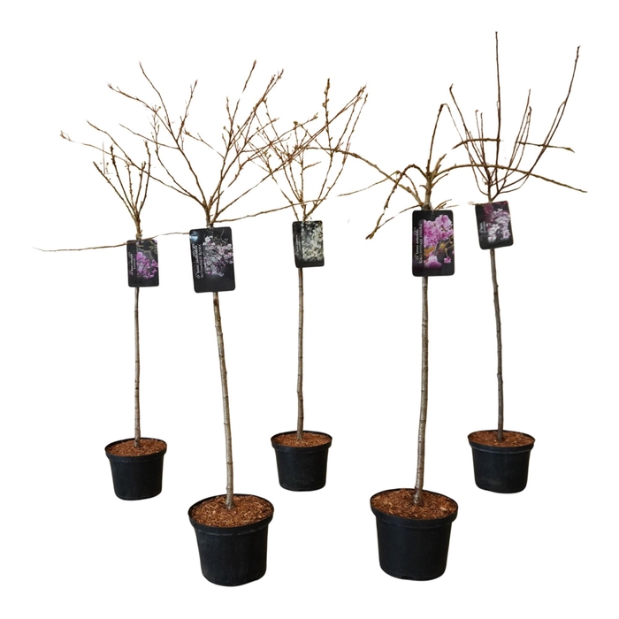 <h4>Prunus Mix 80cm stam</h4>