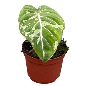 Philodendron Gloriosum Snow Leopard