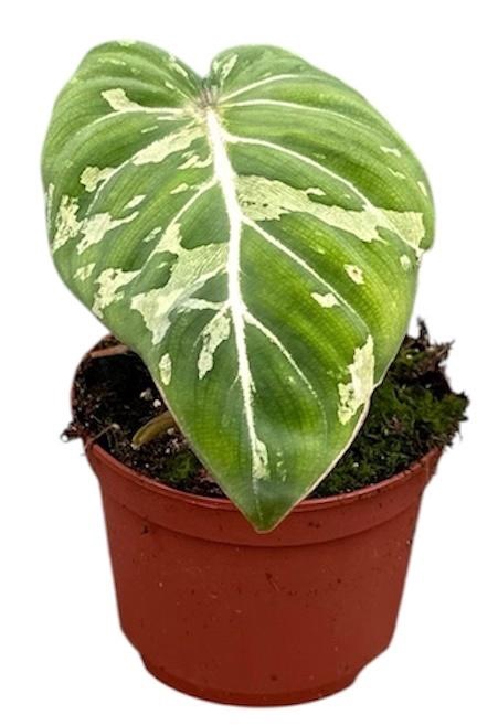 <h4>Philodendron Gloriosum Snow Leopard</h4>