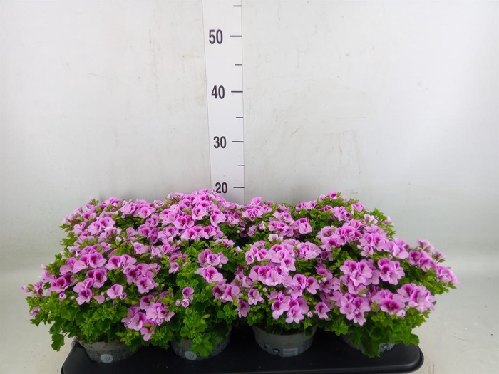 <h4>Pelargonium gran.   ..</h4>