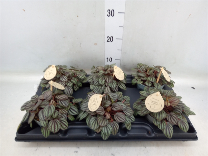 <h4>Peperomia</h4>