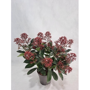 Skimmia Rubella P12 9+ bloem