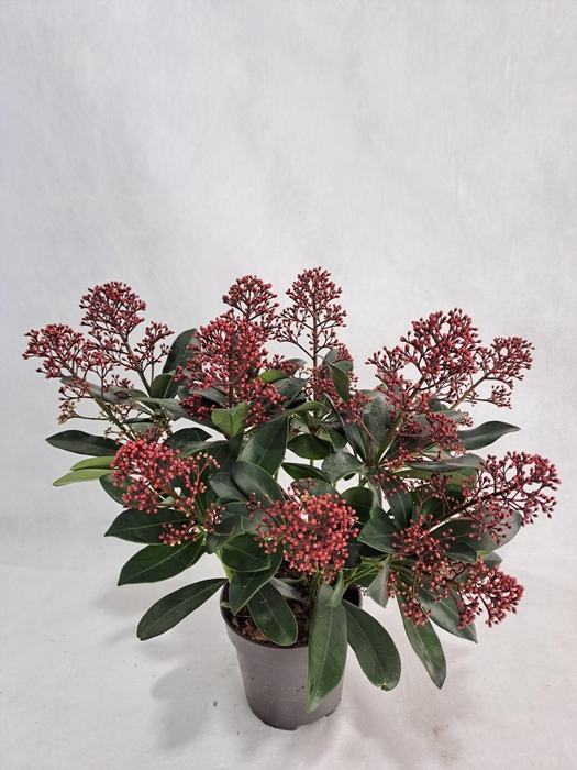 <h4>Skimmia Rubella P12 9+ bloem</h4>