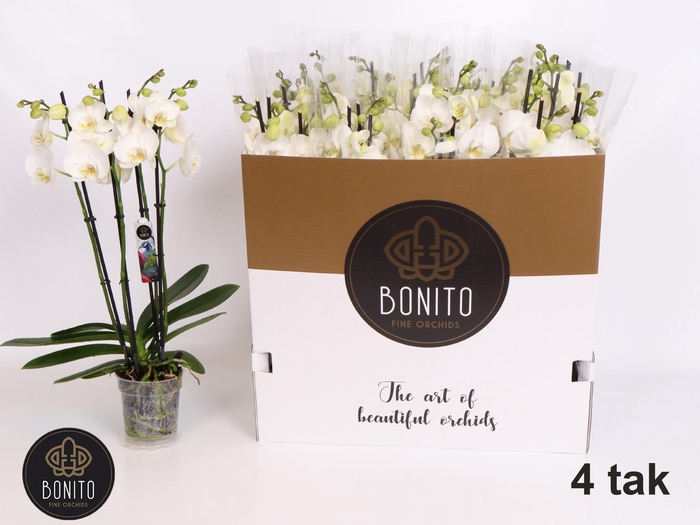 <h4>PHAL AN NOTTINGHAM</h4>